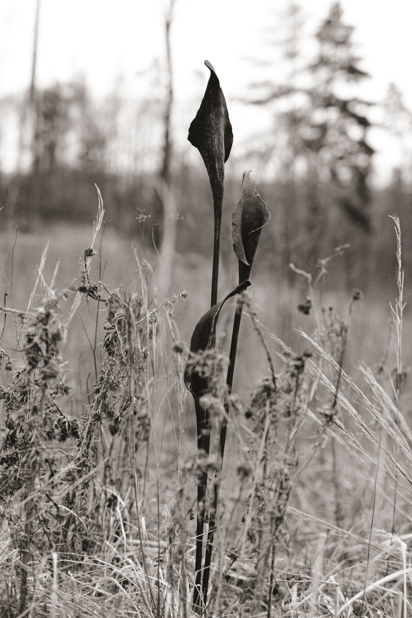 Geschmiedete Blume "Calla"