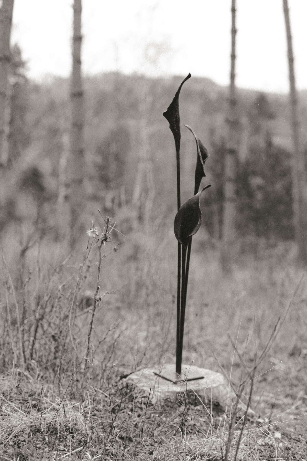 Geschmiedete Blume "Calla"